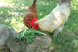 chickens eat cabbage