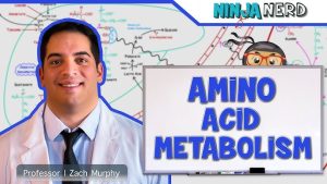 DoctorHub360.com Amino Acids: A Comprehensive Guide to Benefits, Features, and Specifications